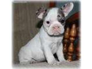 French Bulldog Puppy for sale in Dorset, OH, USA