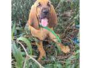 Bloodhound Puppy for sale in New Port Richey, FL, USA