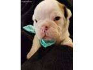 Bulldog Puppy for sale in Arkadelphia, AR, USA