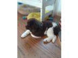 Newfoundland Puppy for sale in Lewisburg, TN, USA