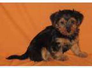 Mutt Puppy for sale in Waldorf, MN, USA