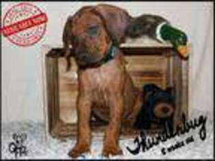 Rhodesian Ridgeback Puppy for sale in Parrish, FL, USA