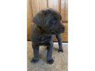 Cane Corso Puppy for sale in Sunbury, PA, USA