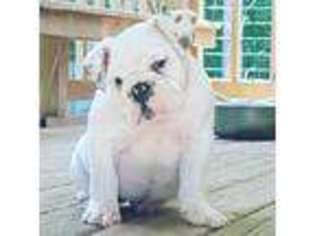 Bulldog Puppy for sale in Waldorf, MD, USA