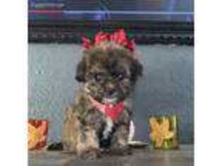 Mal-Shi Puppy for sale in Pico Rivera, CA, USA