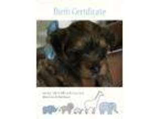 Yorkshire Terrier Puppy for sale in Northridge, CA, USA