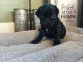 Pug Puppy for sale in Barry, IL, USA