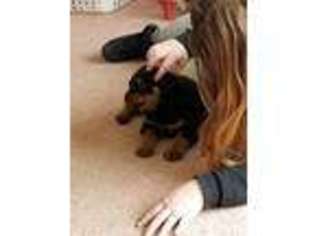 Rottweiler Puppy for sale in Vienna, OH, USA