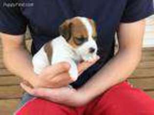 Jack Russell Terrier Puppy for sale in Baring, MO, USA