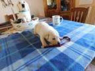 Labrador Retriever Puppy for sale in Apple Valley, CA, USA