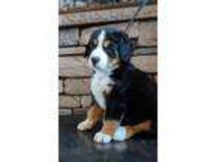 Bernese Mountain Dog Puppy for sale in Bend, OR, USA
