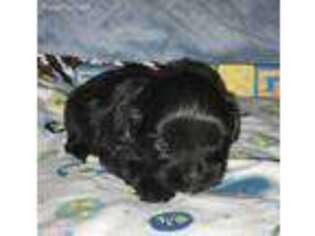 Shih-Poo Puppy for sale in Judsonia, AR, USA