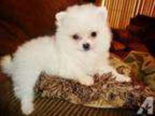 Pomeranian Puppy for sale in LEWISVILLE, TX, USA