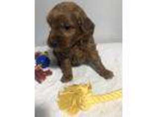 Goldendoodle Puppy for sale in Middlebury, IN, USA