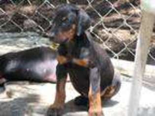 Doberman Pinscher Puppy for sale in LASCASSAS, TN, USA
