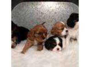 Cavalier King Charles Spaniel Puppy for sale in Saugerties, NY, USA