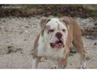 Olde English Bulldogge Puppy for sale in Austin, TX, USA