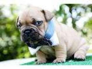 French Bulldog Puppy for sale in Stillwater, MN, USA