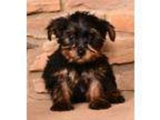Yorkshire Terrier Puppy for sale in Fredericksburg, OH, USA