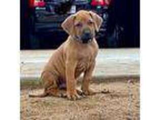 Rhodesian Ridgeback Puppy for sale in Temecula, CA, USA