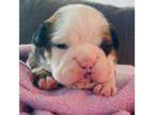 Bulldog Puppy for sale in Blacksburg, SC, USA