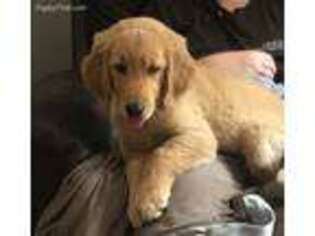 Golden Retriever Puppy for sale in Fair Play, SC, USA