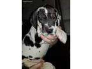 Great Dane Puppy for sale in Orange, TX, USA