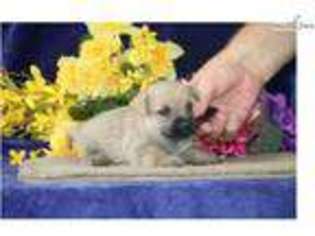 Cairn Terrier Puppy for sale in Harrisburg, PA, USA