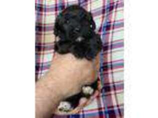 Yorkshire Terrier Puppy for sale in Eveleth, MN, USA