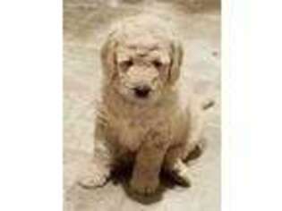 Goldendoodle Puppy for sale in Montrose, CO, USA