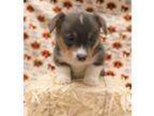 Pembroke Welsh Corgi Puppy for sale in Tye, TX, USA
