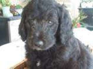 Goldendoodle Puppy for sale in Peoria, AZ, USA