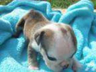 Bulldog Puppy for sale in VONORE, TN, USA