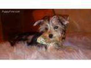 Yorkshire Terrier Puppy for sale in Williford, AR, USA