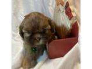 Mutt Puppy for sale in Granbury, TX, USA