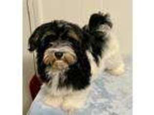 Havanese Puppy for sale in Puxico, MO, USA