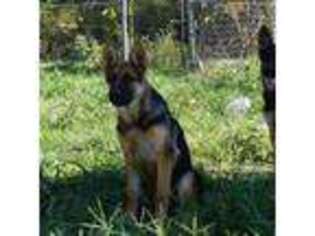 German Shepherd Dog Puppy for sale in Canton, TX, USA