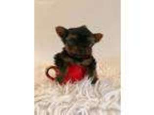Yorkshire Terrier Puppy for sale in South Holland, IL, USA
