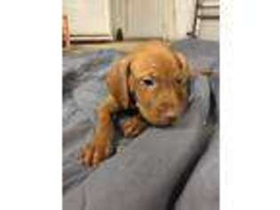 Vizsla Puppy for sale in Lubbock, TX, USA
