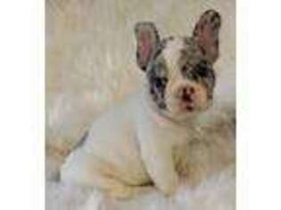 French Bulldog Puppy for sale in Glencoe, MN, USA