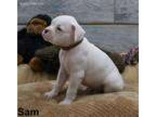 Boxer Puppy for sale in Ogden, UT, USA