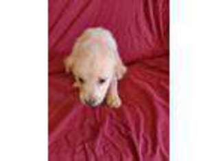 Golden Retriever Puppy for sale in Unionville, MO, USA
