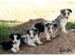 Border Collie Puppy for sale in Holton, KS, USA