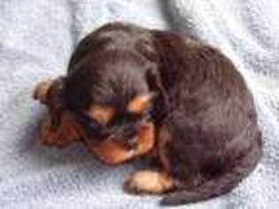 Cavalier King Charles Spaniel Puppy for sale in Crossville, TN, USA