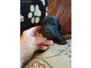 Mutt Puppy for sale in Saint James City, FL, USA