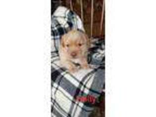Labrador Retriever Puppy for sale in Orrstown, PA, USA