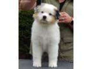 Australian Shepherd Puppy for sale in Greenfield, IN, USA