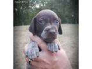 German Shorthaired Pointer Puppy for sale in Chatham, VA, USA