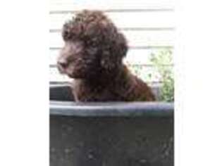 Labradoodle Puppy for sale in Canal Winchester, OH, USA
