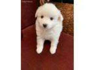 American Eskimo Dog Puppy for sale in Chula Vista, CA, USA